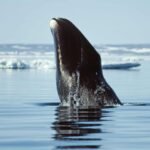 Western Scientists Move To Extend Human Lifespan To 200 (SEE HOW)