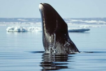 Western Scientists Move To Extend Human Lifespan To 200 (SEE HOW)