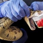 Death of Abuja-based Singer Nanyah After Snakebite Highlights Crisis Of ‘Preventable’ Fatalities