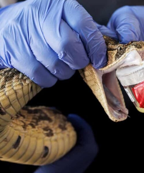 Death of Abuja-based Singer Nanyah After Snakebite Highlights Crisis Of ‘Preventable’ Fatalities