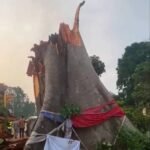 Police, FRSC Confirm 11 Killed By Tree In Enugu Community Road Mishap