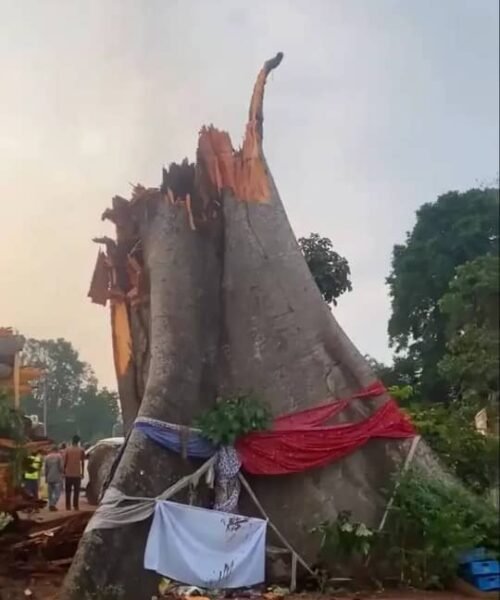 Police, FRSC Confirm 11 Killed By Tree In Enugu Community Road Mishap