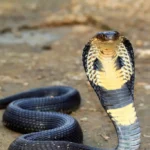 HORROR! Cobras, King Ratsnakes, Vipers, Others Unleash Terror In China
