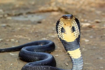 HORROR! Cobras, King Ratsnakes, Vipers, Others Unleash Terror In China
