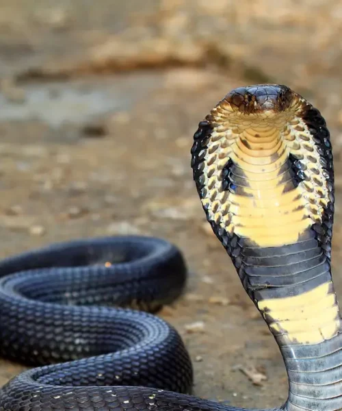 HORROR! Cobras, King Ratsnakes, Vipers, Others Unleash Terror In China