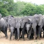 Inside Boko Haram’s Multimillion Naira Commercial World Where Wildlife Parts Fund Terrorism -Report