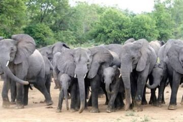 Inside Boko Haram’s Multimillion Naira Commercial World Where Wildlife Parts Fund Terrorism -Report