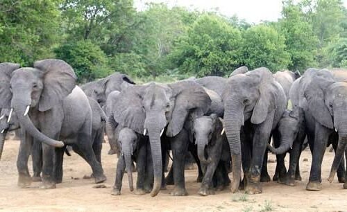 Inside Boko Haram’s Multimillion Naira Commercial World Where Wildlife Parts Fund Terrorism -Report