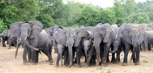 Inside Boko Haram’s Multimillion Naira Commercial World Where Wildlife Parts Fund Terrorism -Report